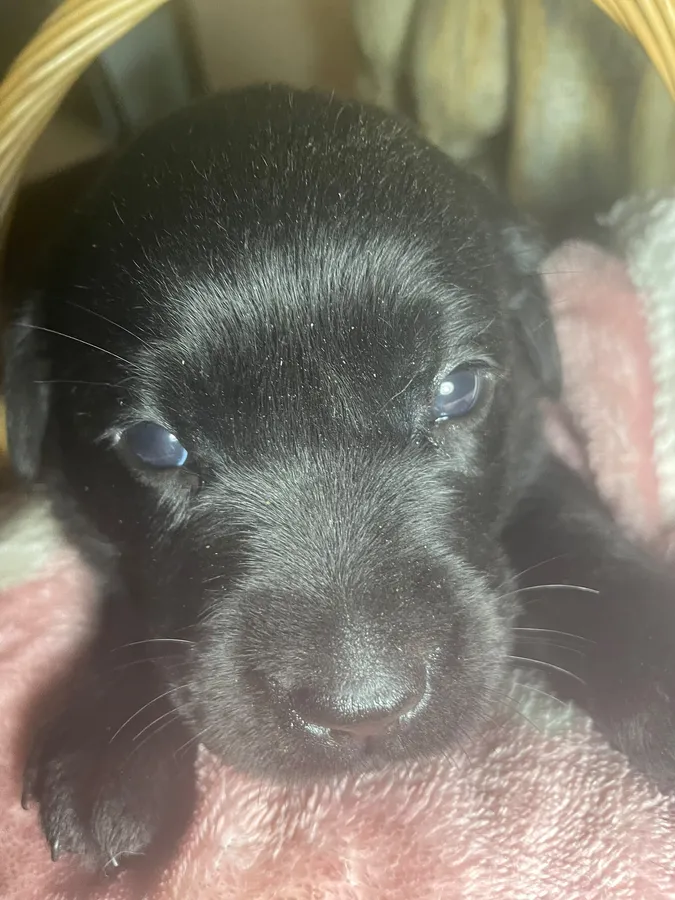 2 GORGEOUS BLACK LABRADOR PUPPIES AVAILABLE FROM SANDYLANDS CORNLANDS LINE image 2