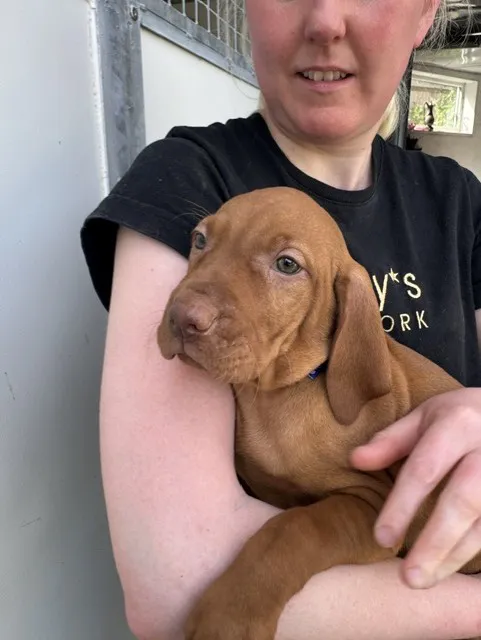 Hungarian visla pups image 2