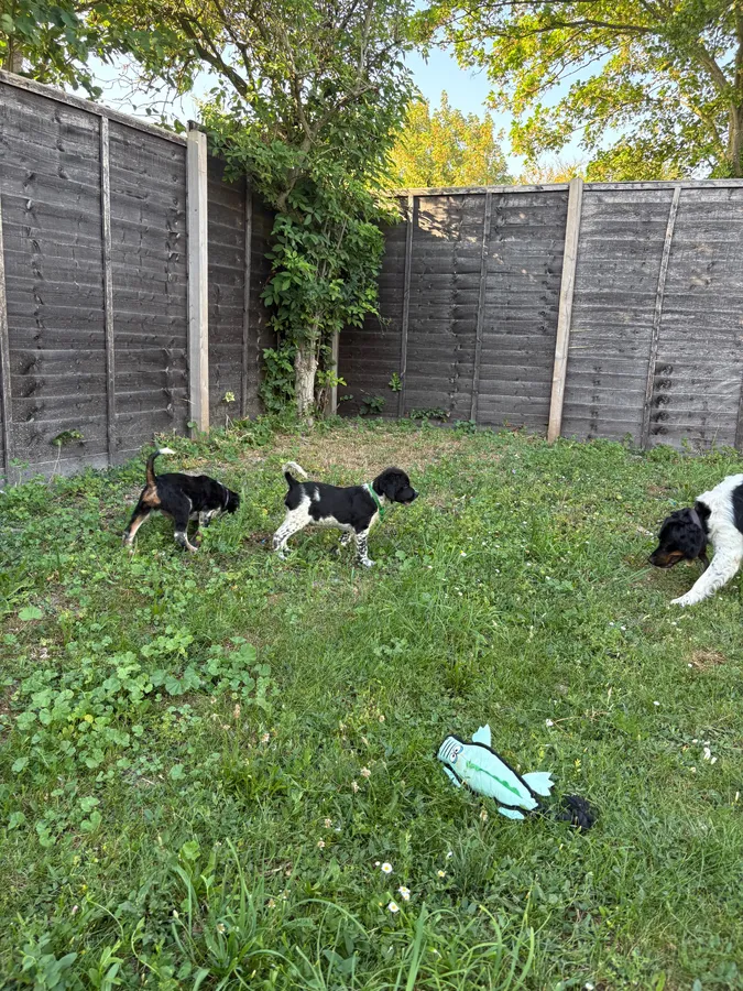 Brittany pups image 2
