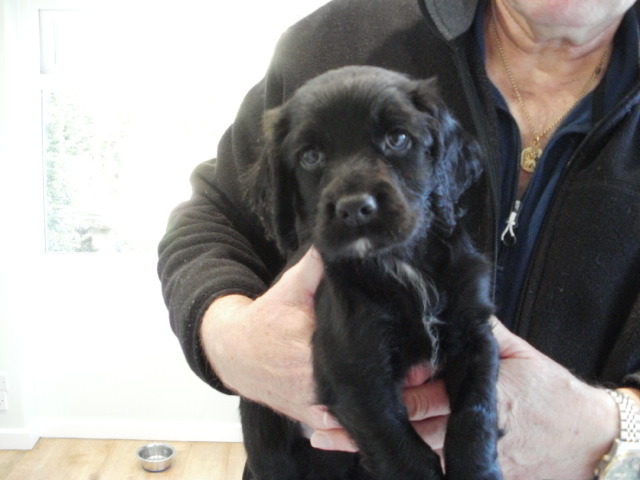 Other Breed Pups image 2