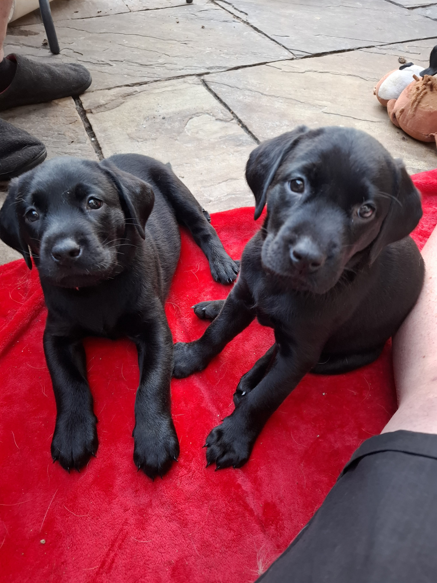 Beautiful Black Labrador Puppies image 2
