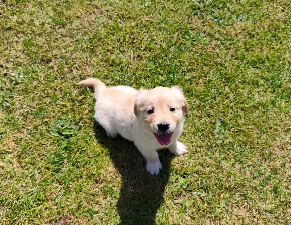 KC Golden Retrievers in Godstone