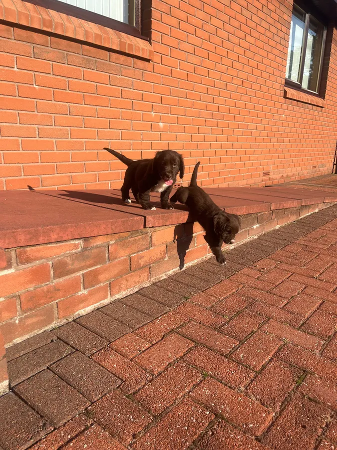 Chocolate cocker spaniel puppy image 2