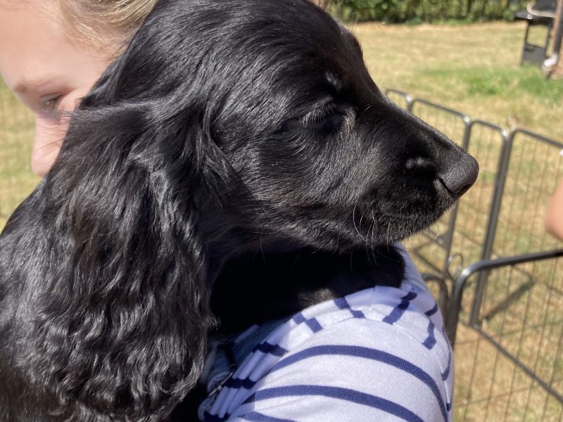 Beautiful registered cocker spaniels image 1