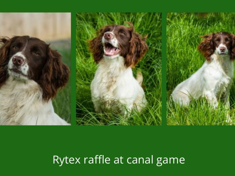 Kc registered English springer spaniels image 8