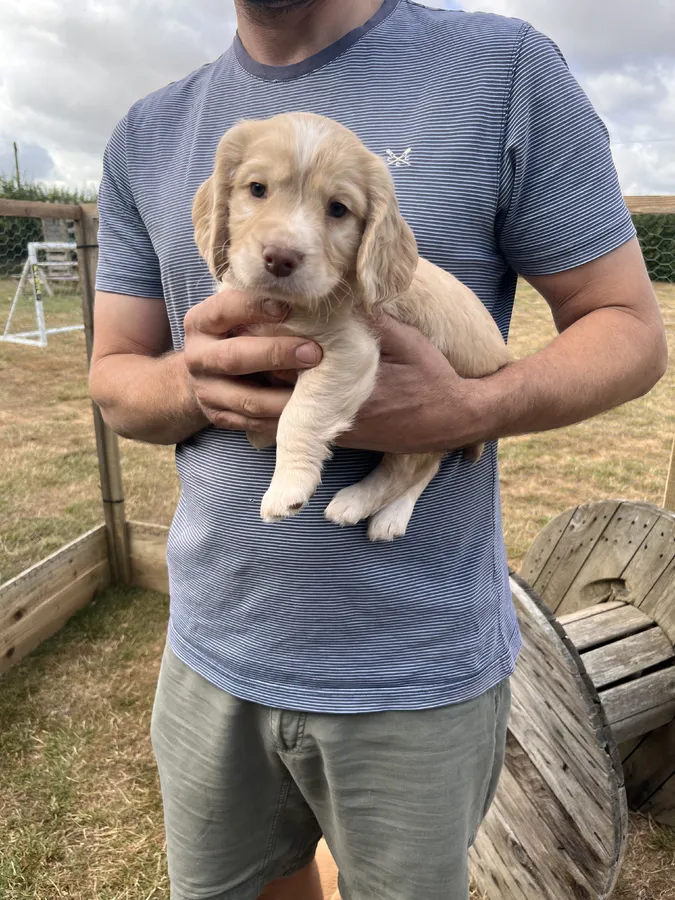 Golden Working Cocker Spaniel Puppies