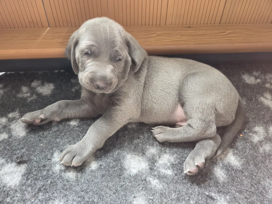 Blue weimaraner image 3