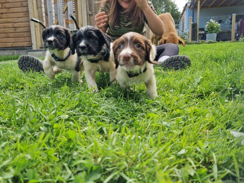 English Springer spaniels image 6
