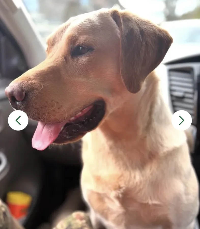 Gorgeous KC Labrador Puppies Ready this week image 7