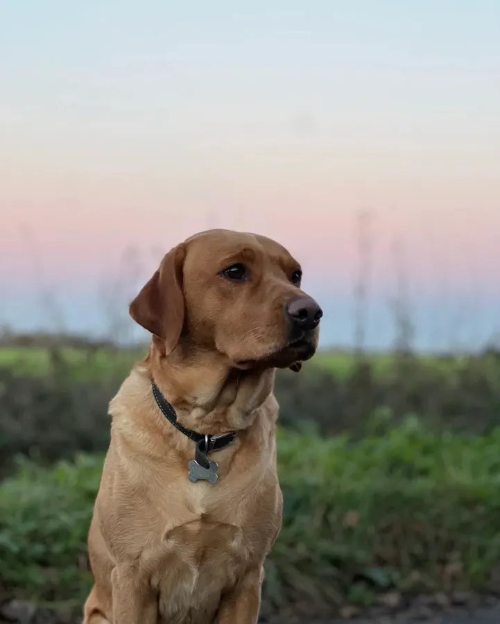 Alan Jarvis Line Working Fox Red Labrador Puppies image 3
