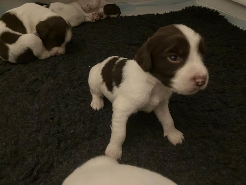 Exceptional English springer spaniel puppies image 2