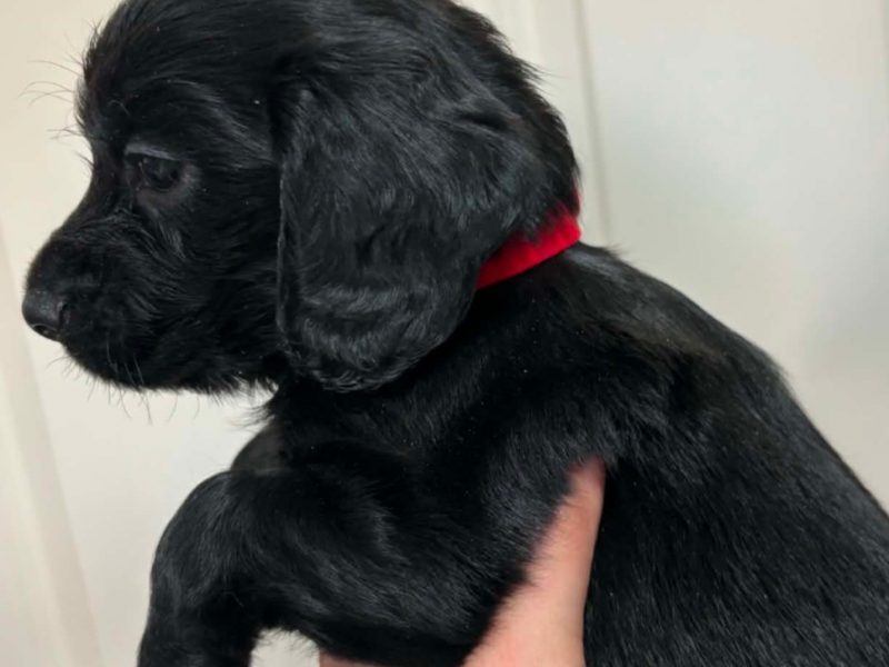 1 dog available FTCH Sired Working cocker spaniel pups