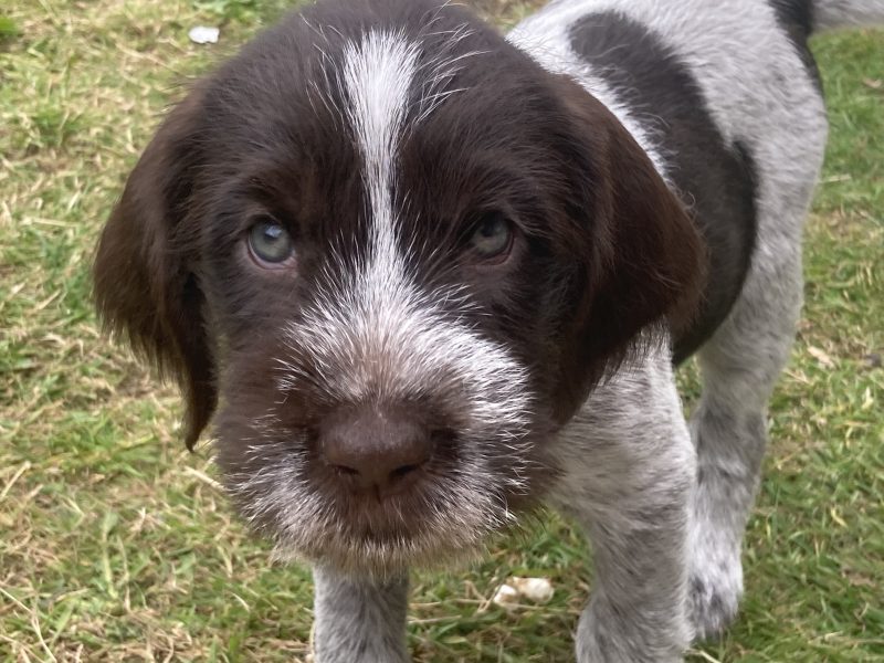 German Wirehaired Pointer & iIalian Spinoni Puppies image 2