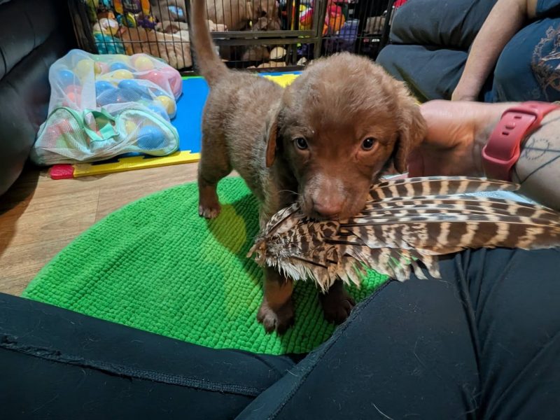 Cracking litter of Chessie pups for work / show image 3
