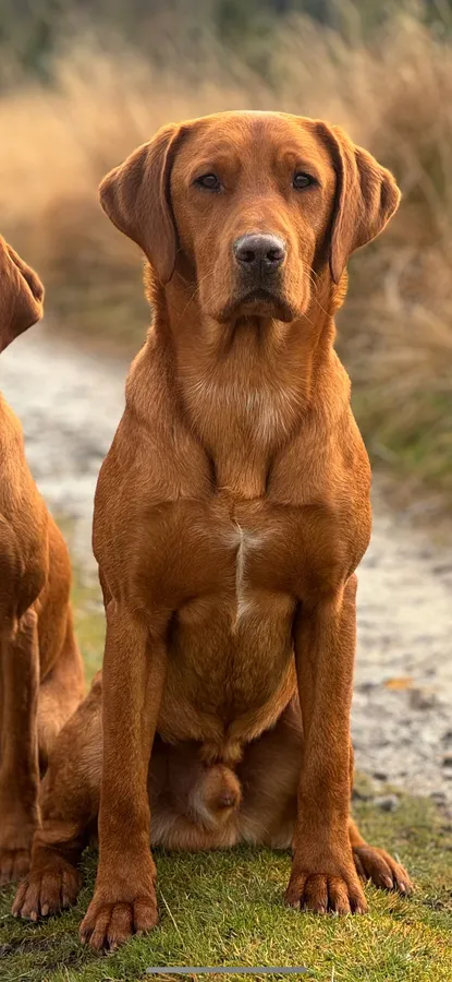 Exceptional fox red labrador puppies