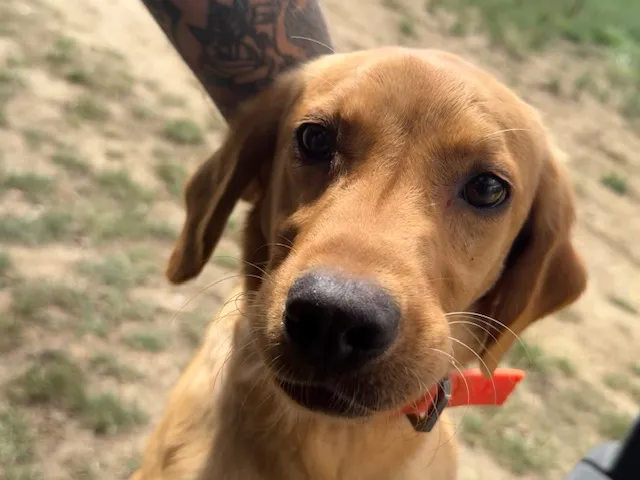 labrador bitch 7 months