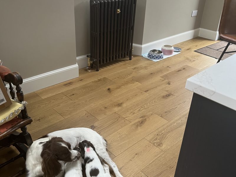 Exceptional English springer spaniel puppies image 6