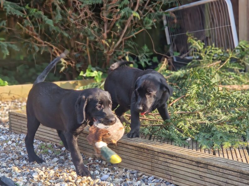 3 KC Labrador dog puppies image 3