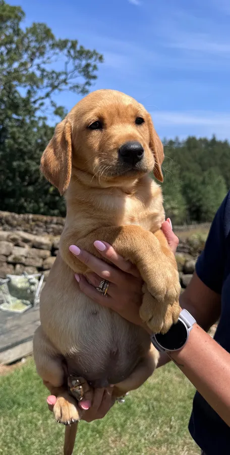 Kc Reg Labrador Puppies Ready to go