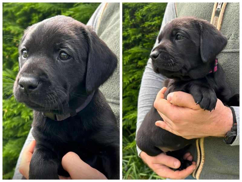 Health tested KC registered, black working Labrador puppies image 2