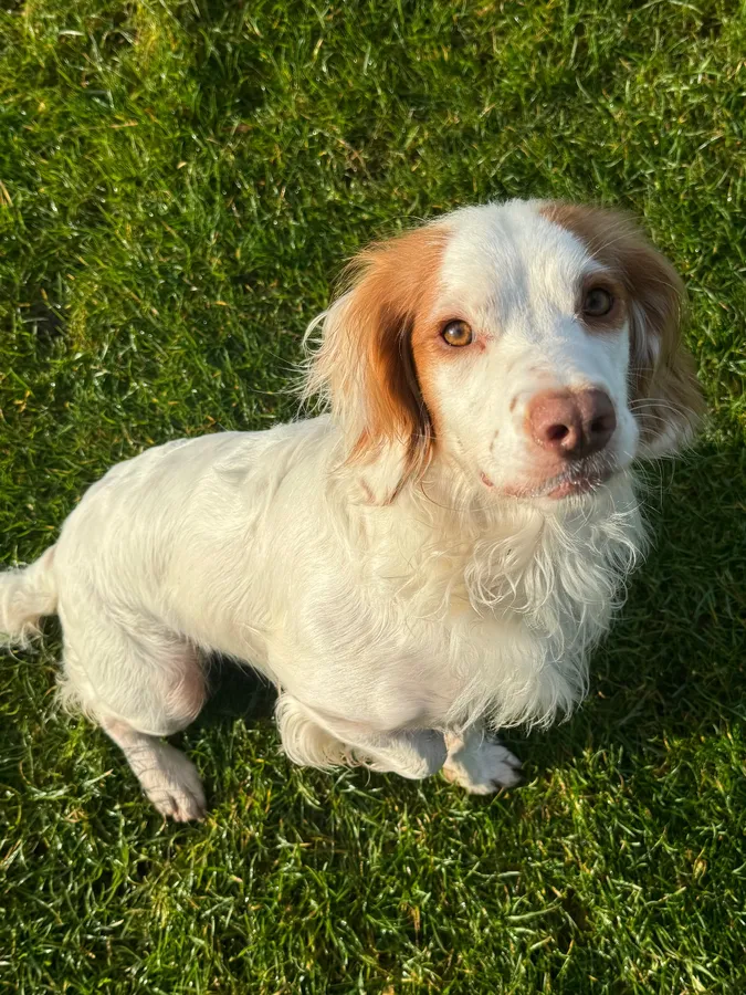 Fully Health Tested Sprocker Puppies due image 3