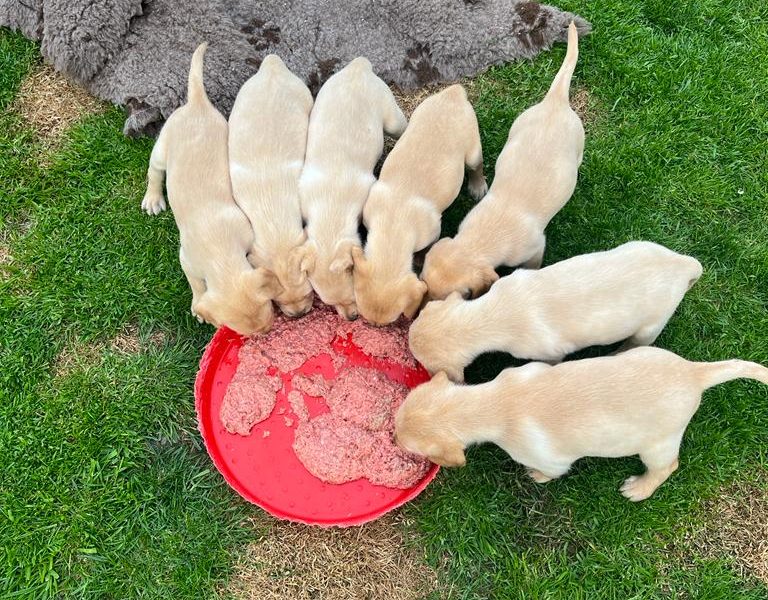 Stunning litter of Kennel Club registered Labrador