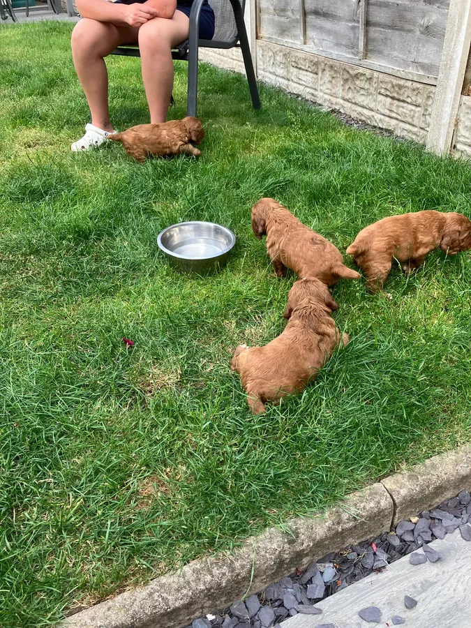 Working cocker spaniel pups for sale image 2