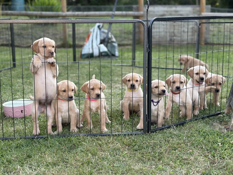 9 KC Fox Red-Yellow Labrador Puppies