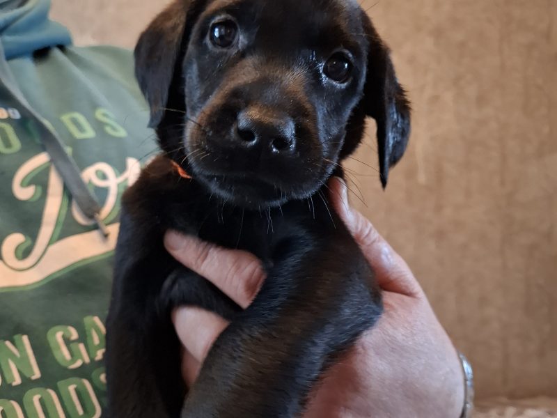 Beautiful Black Labrador Puppies image 3
