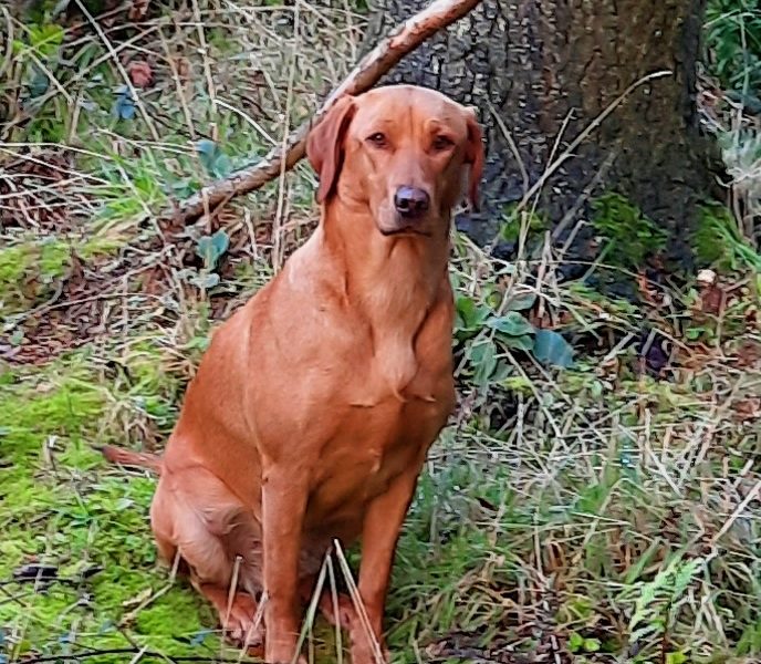 CHUNKY YELLOW KC REG PUPS image 7
