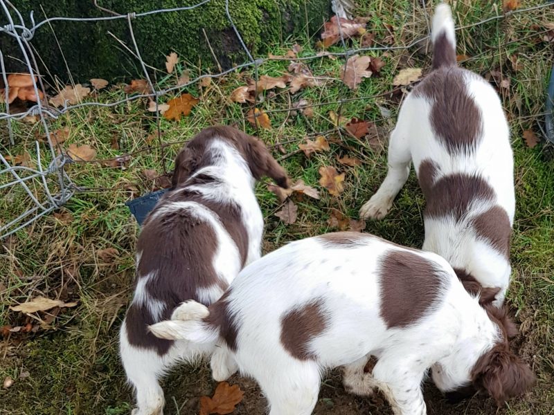 3 kc registered pups all boys image 3