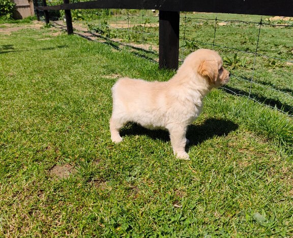 KC Golden Retrievers in Godstone image 4