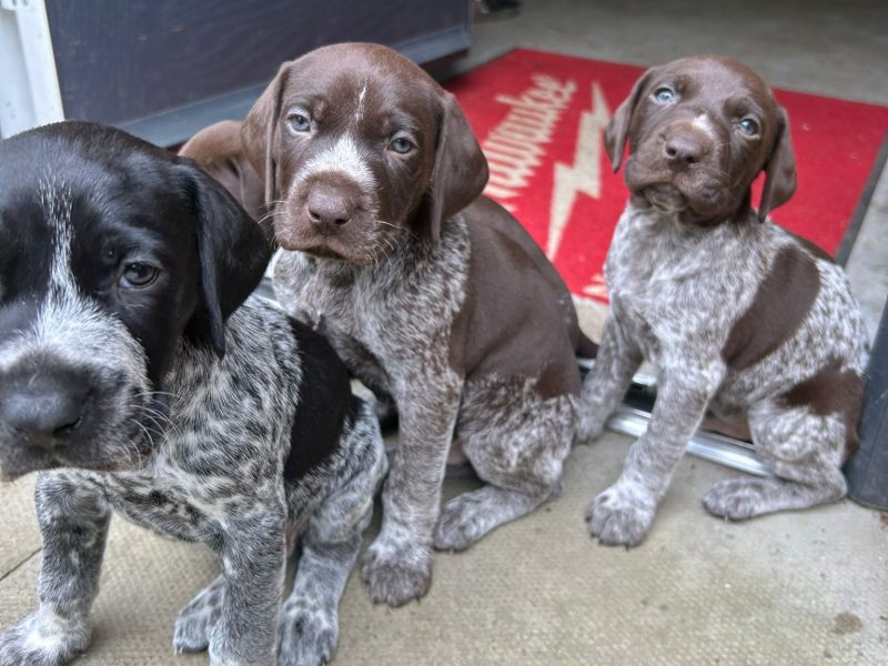 German Shorthair Pointer KC registered image 3