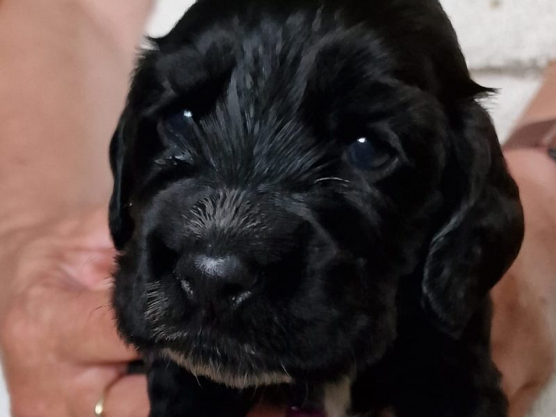 Cocker spaniel image 1