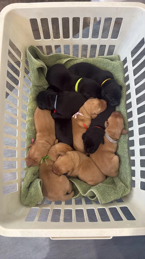 Exceptional Kc registered Labrador puppies image 4
