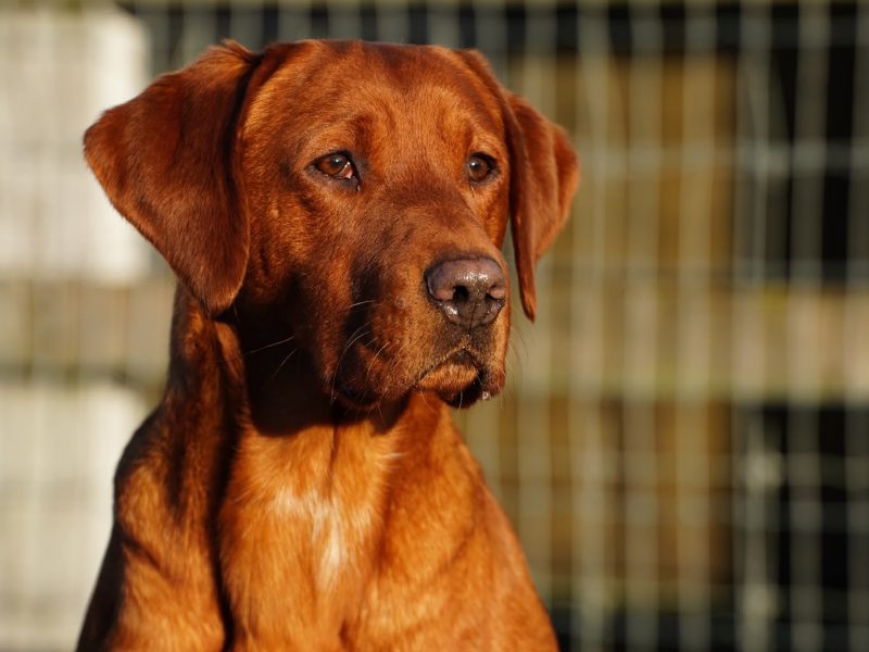 KC Registered Fox Red Labrador Puppies image 2