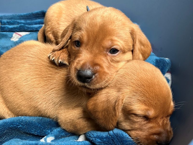 Beautiful Pedigree Yellow Labrador Puppies (Fox Red) image 3