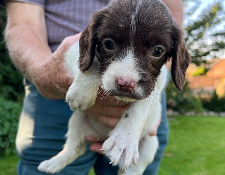 English springer spaniel pups image 3