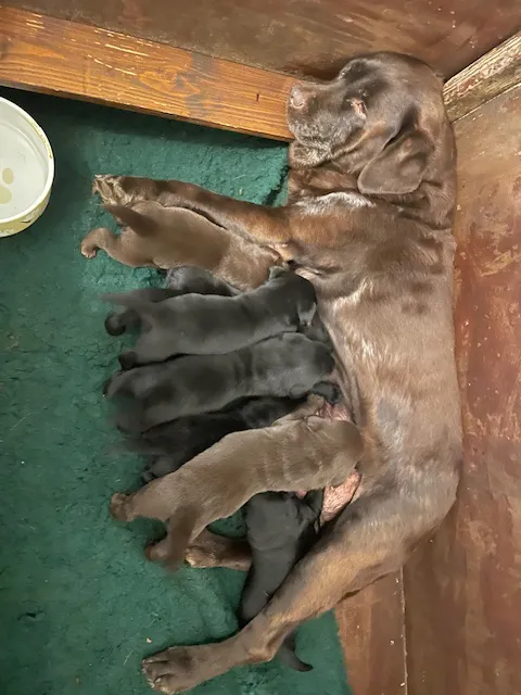 2 GORGEOUS BLACK LABRADOR PUPPIES AVAILABLE FROM SANDYLANDS CORNLANDS LINE image 3