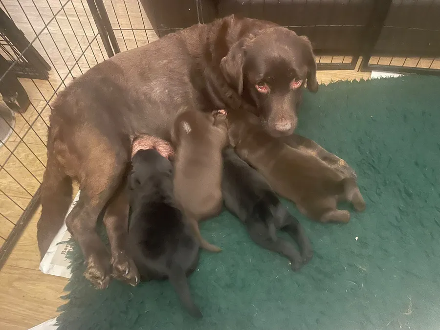 2 GORGEOUS BLACK LABRADOR PUPPIES AVAILABLE FROM SANDYLANDS CORNLANDS LINE image 4