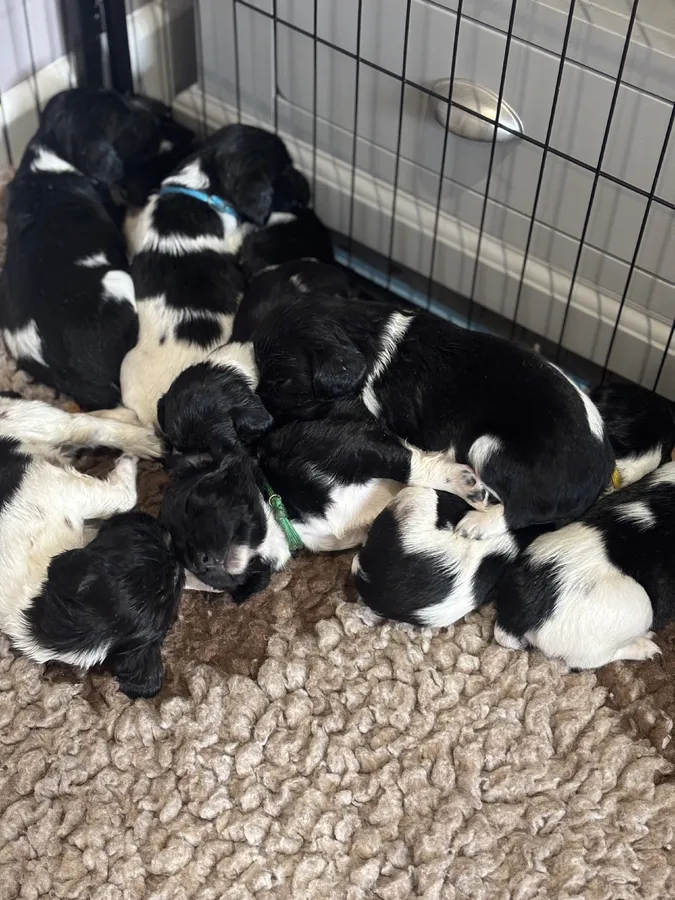 Heavy marked health tested springer pups image 3