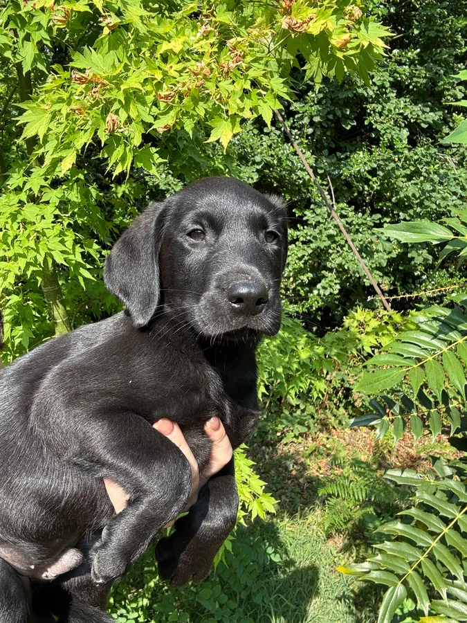 Lovely well bred working lab pups
