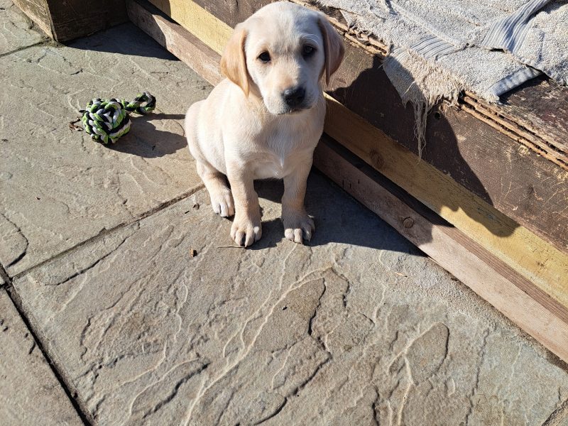CHUNKY YELLOW KC REG PUPS image 3