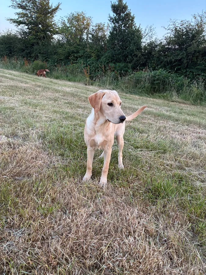 Beautiful 5 month old lab image 2