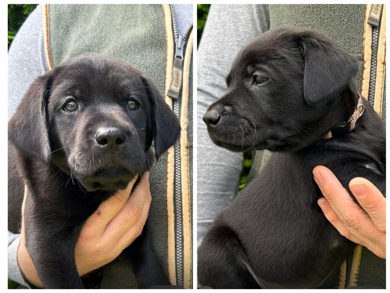 Health tested KC registered, black working Labrador puppies image 4