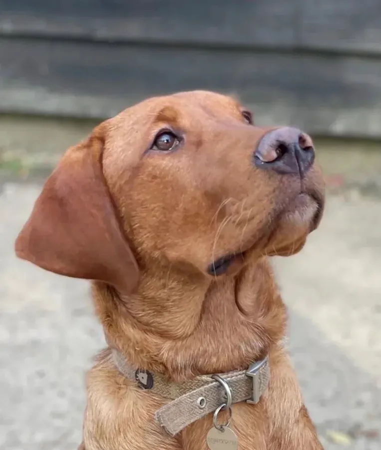 Alan Jarvis Line Working Fox Red Labrador Puppies image 4