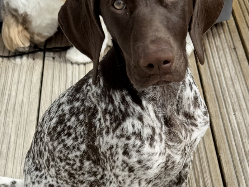 German short hair pointer