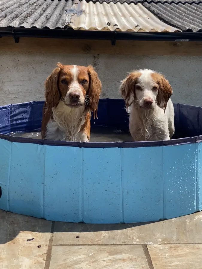 Fully Health Tested Sprocker Puppies due image 6