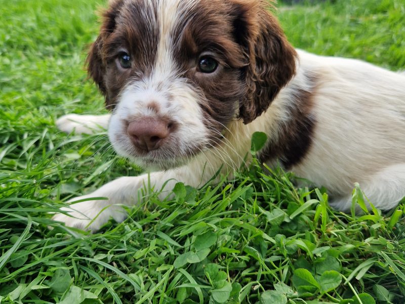 English Springer spaniels image 5