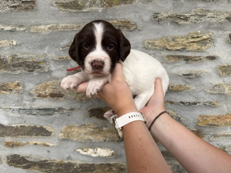 English Springer Spaniel puppies  (3 male available) image 2